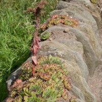 Common Houseleek